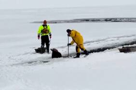 Rescatan a un alce de morir congelado tras caer a un lago en Nueva York