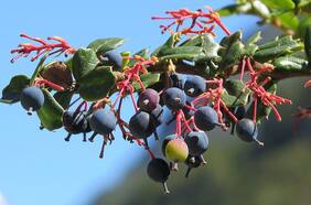 Michay: el arbusto nativo chileno que posee 10 veces más capacidad antioxidante que el arándano