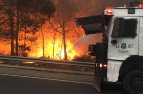 Fiscalía de Cañete investiga ataque incendiario a predio en Contulmo: se quemaron mil fardos y calcinaron animales