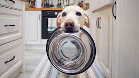 Departamento de Agricultura de EE.UU.: mercado de comida para mascotas en Chile cerrará el año en torno a US$ 1.400 millones