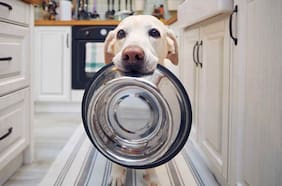 Qué es el biofilm (y por qué debes limpiar los platos de tu mascota más seguido)