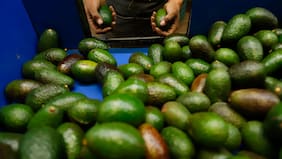 Consumo per cápita de palta en 2025 alcanza récord en Chile y solo es superado por un país