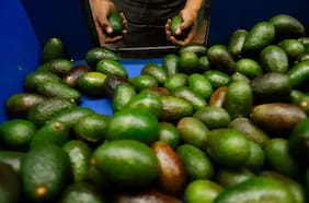Consumo per cápita de palta en 2025 alcanza récord en Chile y solo es superado por un país