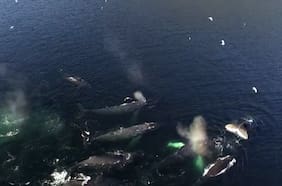 Un nuevo parque para las ballenas