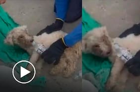 Rescatan a perrita tras pasar 29 días bajo escombros por terremoto en Venezuela