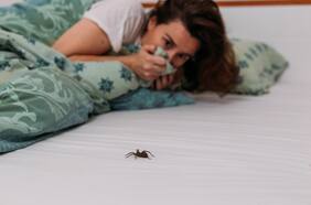 ¿Es cierto que a veces tragamos arañas mientras dormimos? Esto dice la ciencia