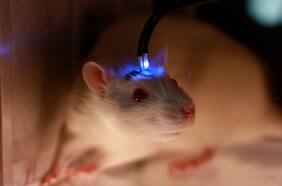 Implantan con éxito neuronas humanas en el cerebro de ratas recién nacidas