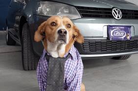 ¿Necesitas un auto? ¡Estos perritos están dispuestos a venderte uno!