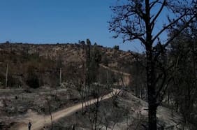 Más de 4 mil hectáreas de bosque nativo fueron consumidas por los incendios en Valparaíso