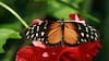 Descubren una mariposa que casi no envejece: cómo su “secreto” podría prolongar la vida de los humanos