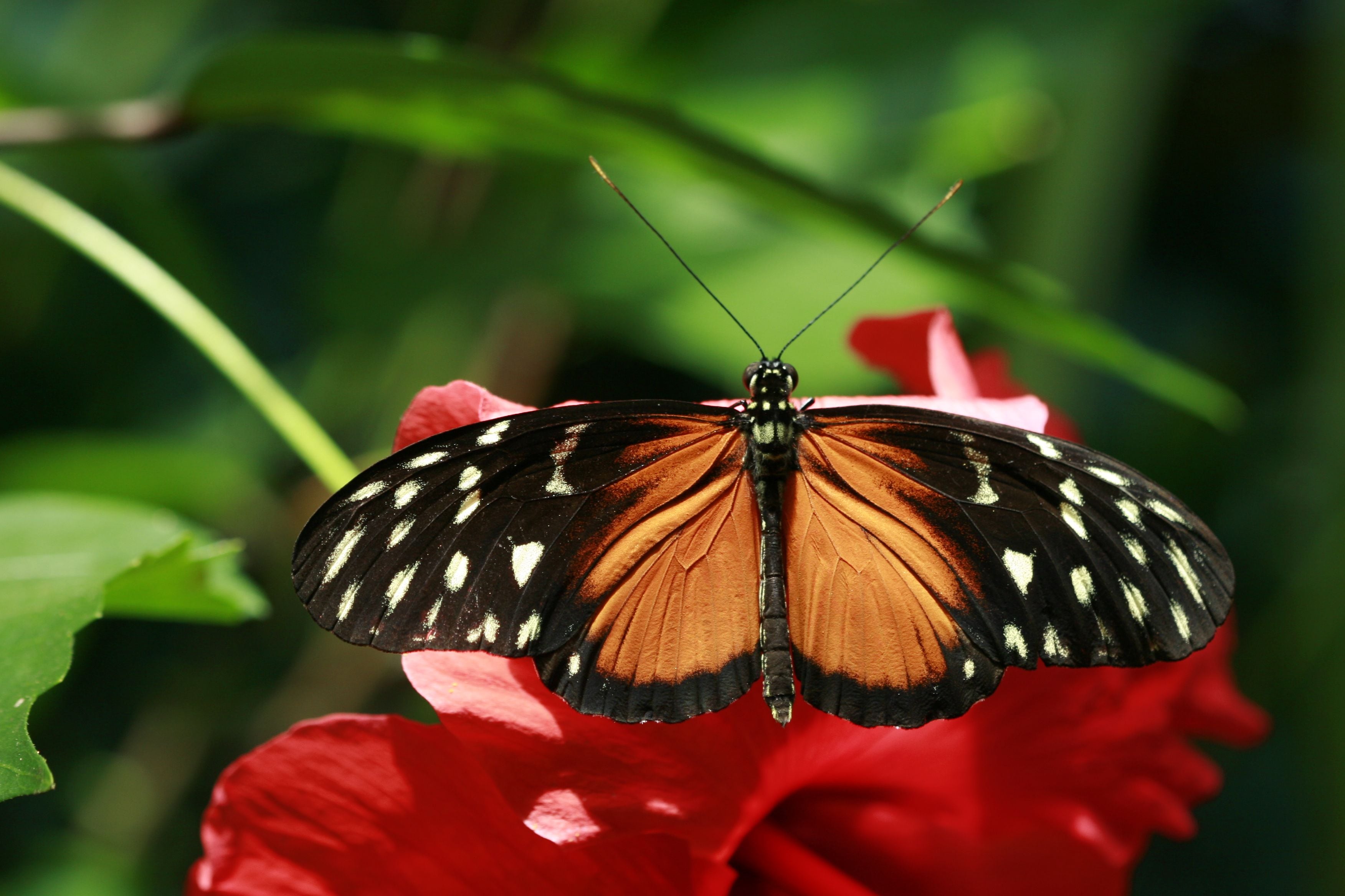 Descubren una mariposa que casi no envejece: cómo su "secreto" podría prolongar la vida de los humanos