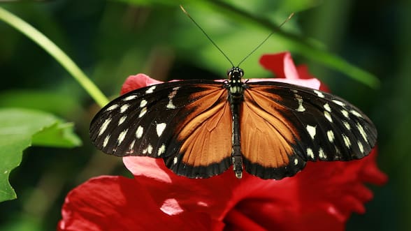 Descubren una mariposa que casi no envejece: cómo su “secreto” podría prolongar la vida de los humanos