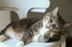 Cómo cuidar a los gatos del hongo brasileño que puede transmitirse a humanos