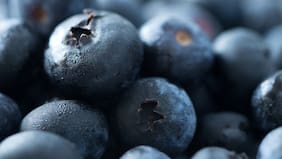 Expansión a nuevos mercados e impacto de aranceles de Trump: la proyección de la temporada de arándanos chilenos