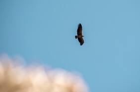Científicos registran ave chilena volando sobre el glaciar El Yeso a más de 5.000 metros de altura