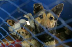 Seremi de Salud de Antofagasta descarta aplicar eutanasia a perros callejeros tras solicitud de alcalde de San Pedro