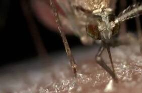 Insectos modificados genéticamente podrían terminar con la malaria