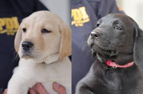 PDI presenta nueva camada de cachorros y lanza encuesta para nombrar a dos de ellos