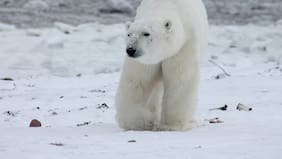 Los osos polares están evolucionando para sobrevivir en un mundo más caluroso, según un reciente estudio