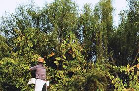 Vino blanco de cepa país