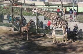 Zoológico Nacional: conoce los precios y cómo comprar entradas para el verano 2023