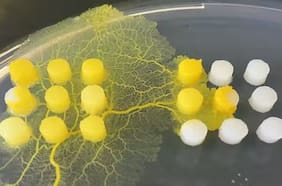 Este extraño moho de The Last of Us no es un hongo en absoluto, pero es un depredador sin cerebro