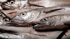 Gobierno define cuota de merluza para 2026 y PacificBlu arremete decisión: “Confirma el fracaso total de la gestión”