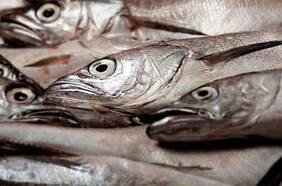 Armadores y pescadores artesanales se unen a Asipes y presentarán querella por pesca ilegal de merluza común