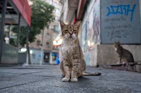 Este país está muy cerca de prohibir que todos los gatos deambulen por sus calles: estas son las 3 razones