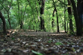 El suelo: nuestro patrimonio olvidado