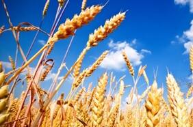 Atención celíacos: el contenido de gluten en el trigo no ha cambiado en 120 años