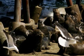 Tras primer contagio interespecie de influenza aviar en Chile autoridades llaman a evitar contacto con aves silvestres y animales marinos