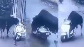 Momento insólito en la India: registran a un toro “robando” una moto