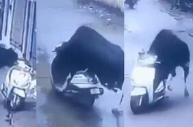 Momento insólito en la India: registran a un toro “robando” una moto