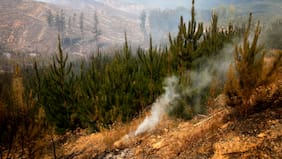 Uso de herramientas en faenas y líneas eléctricas: Conaf detalla las principales causas de los incendios forestales