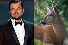 Leonardo DiCaprio sale en defensa del huemul chileno y visibiliza peligro de extinción de la especie