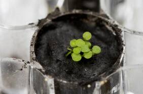 Logran cultivar plantas en suelo lunar