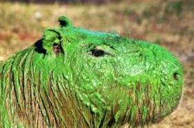 Alerta ambiental: bacterias en el agua tiñen de verde a capibaras en Argentina