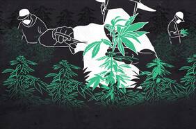 Los “narcoagricultores” tras el boom de la cannabis en Chile