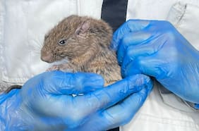 Así es la pequeña y esquiva especie que reapareció en el sur de Chile después de más de 60 años