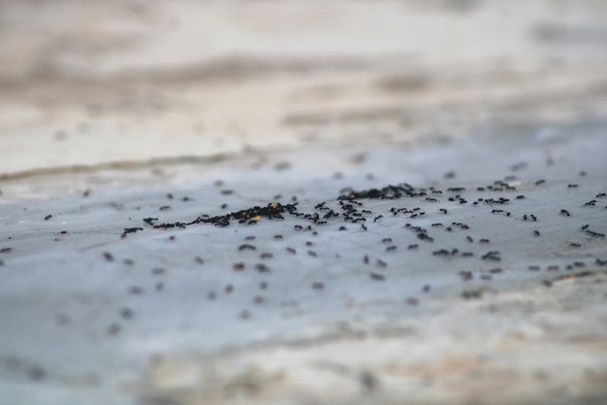 Hormigas invasoras invaden hogares chilenos durante el verano