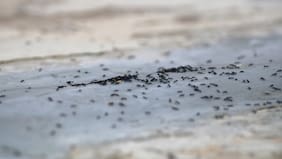 Por qué hay hormigas en tu casa o departamento y cómo eliminarlas, según un especialista en bichos