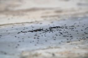 Por qué hay hormigas en tu casa o departamento y cómo eliminarlas, según un especialista en bichos