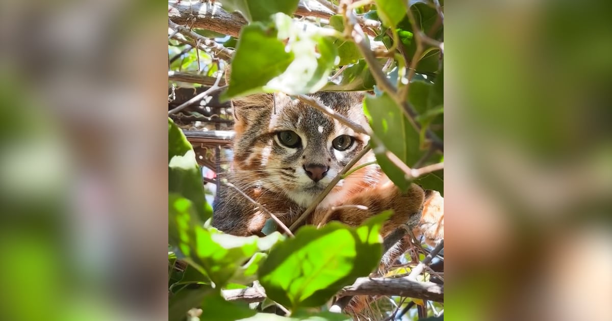 El inédito avistamiento de un gato Colocolo en Papudo: apareció en el jardín de una casa
