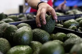 Producción de paltas alcanza su mayor nivel en más de una década