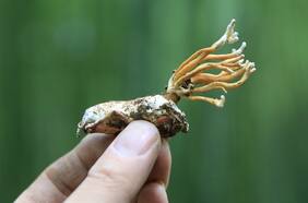 Con una potencia hasta 40 veces mayor para matar células cancerosas: científicos logran prometedores resultados con nuevo medicamento contra el cáncer obtenido de un hongo del Himalaya