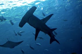 El extraño fenómeno de los tiburones que se reúnen bajo la luna llena