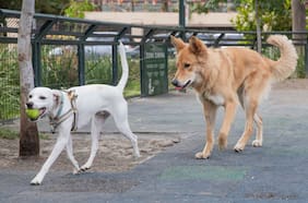 El boom de las comunas “pet friendly” en la Región Metropolitana