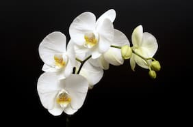 Por qué algunas personas envejecen como las orquídeas y otros como dientes de león