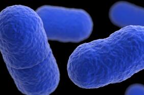 Presencia en alimentos: qué es la bacteria Listeria y cómo prevenir la infección